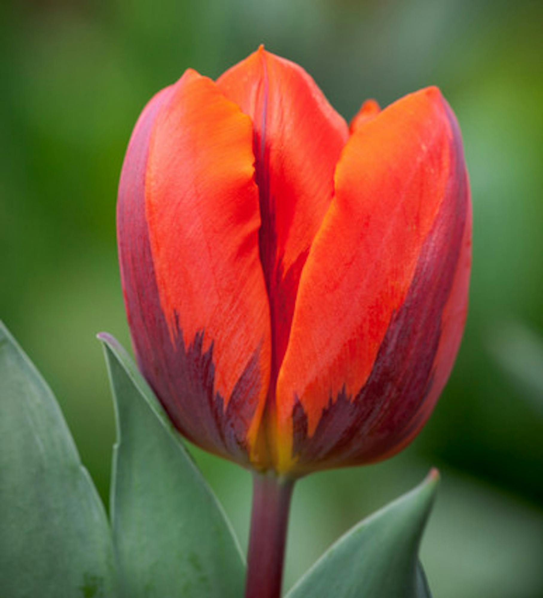 Tulip 'Hermitage'