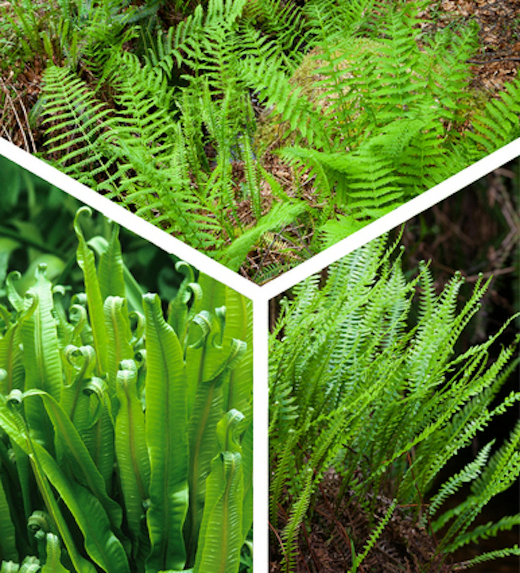 Native Fern Collection