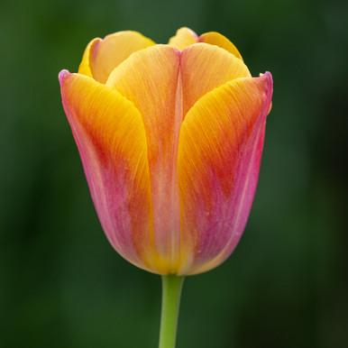 Tulip 'Orange Dynasty'