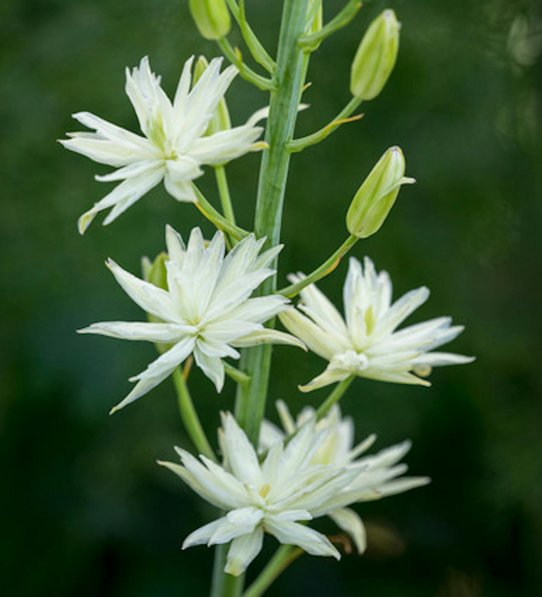 Camassia leichtlinii 'Semiplena' (d)