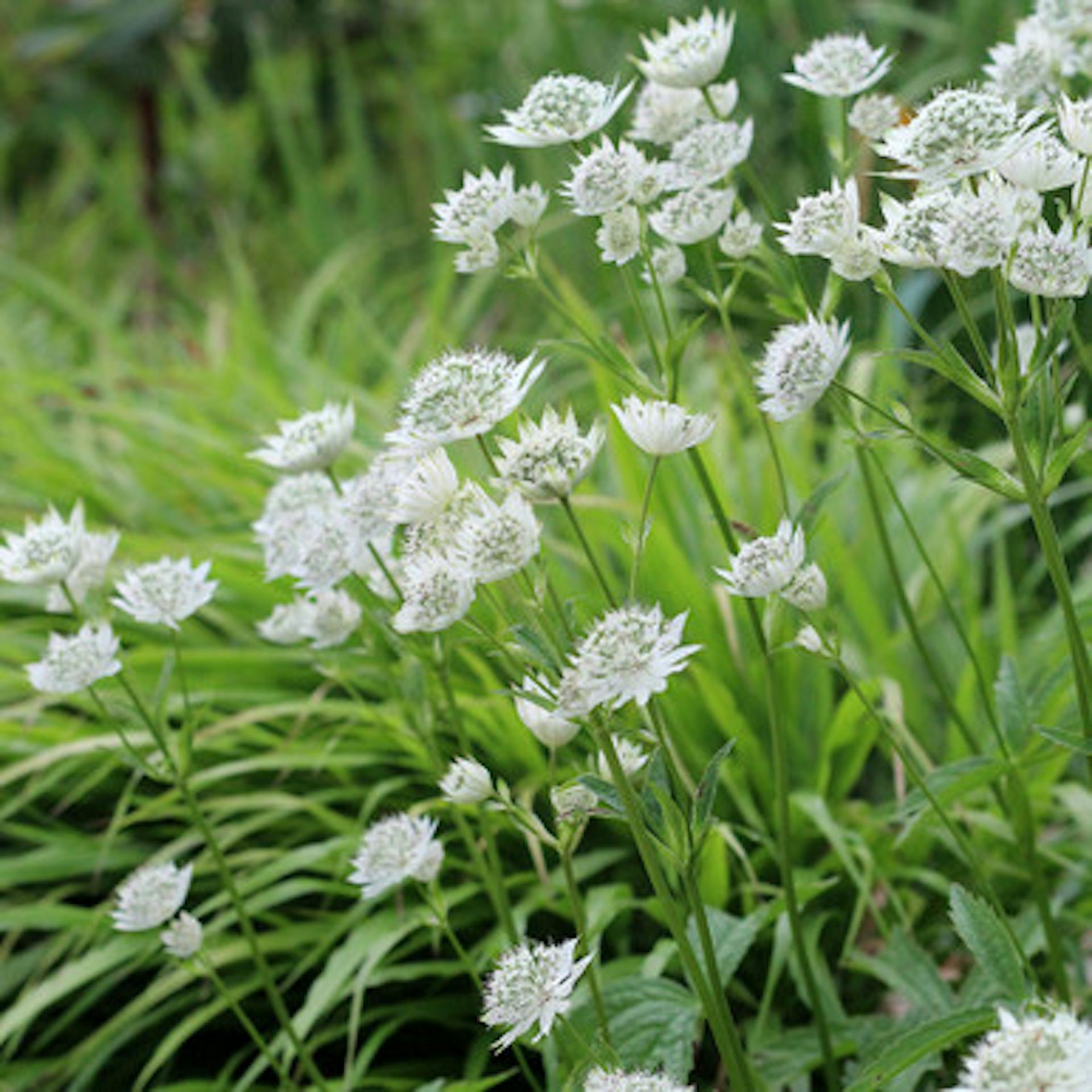 Astrantia major 'White Giant'