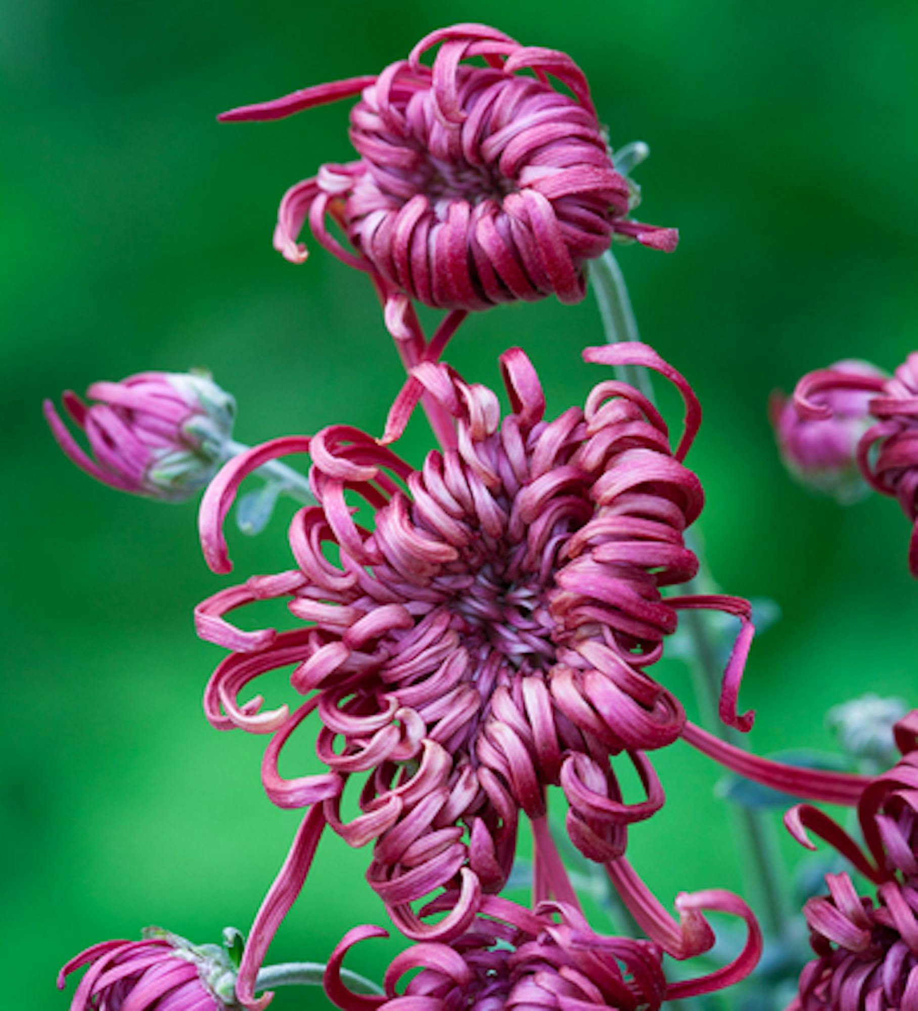 Chrysanthemum for Christmas Collection