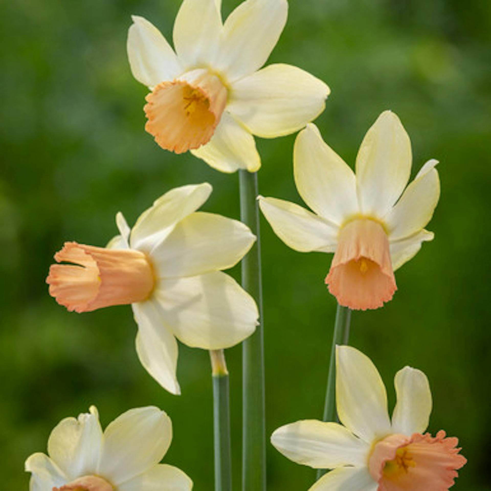 Narcissus 'Carice'