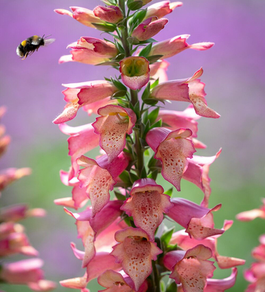 Digitalis x 'Foxlight Rose Ivory'