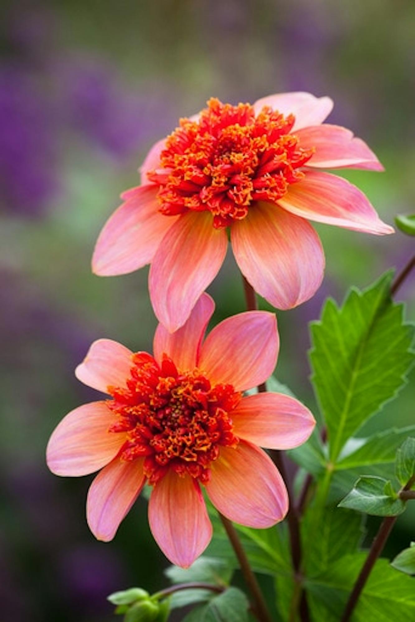 Dahlia 'Totally Tangerine'