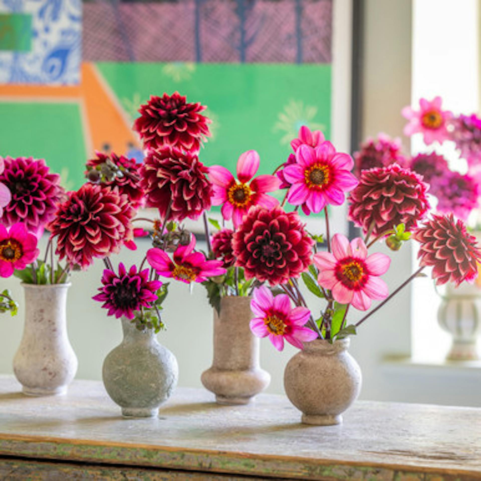 Tutankhamun Dahlia Collection