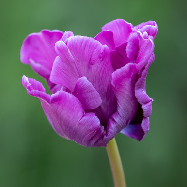 Tulip 'Blue Parrot'
