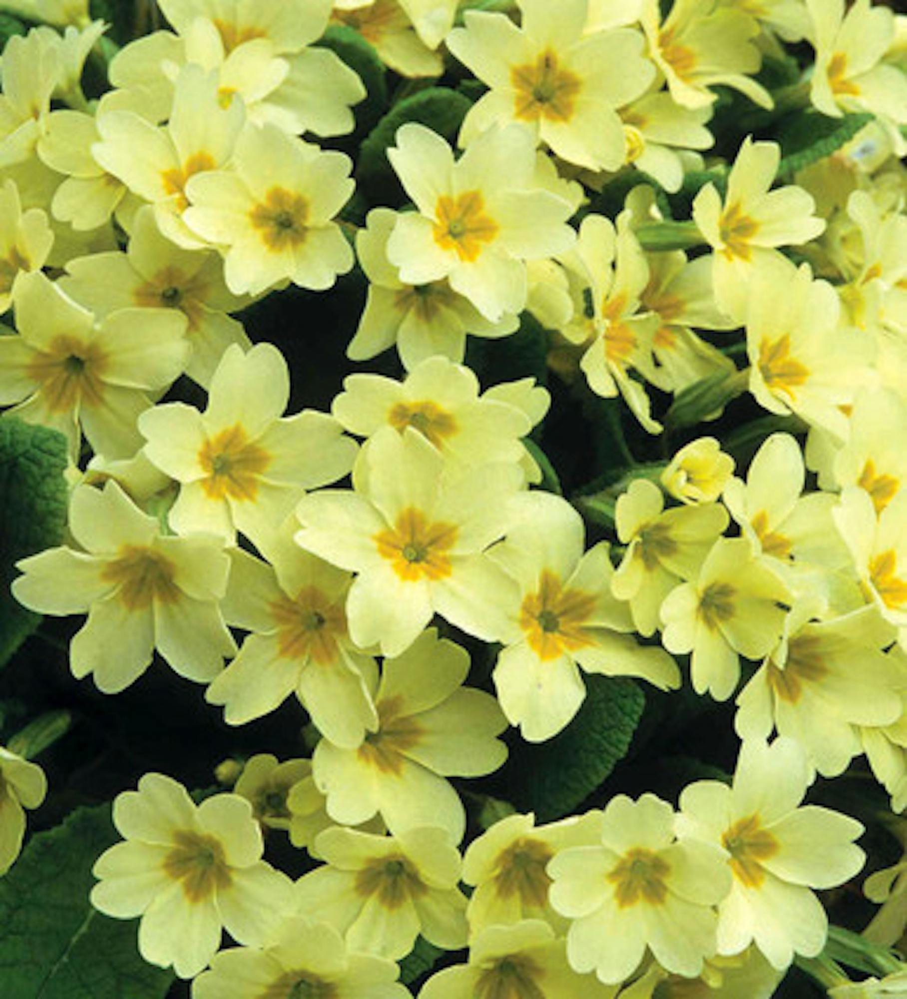 Primula vulgaris (Wild Primrose)