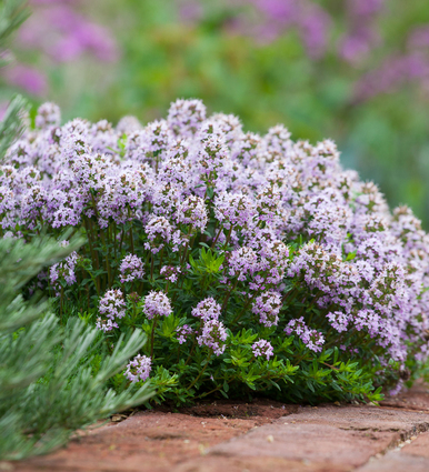 Jekka's Thyme (Thymus vulgaris)