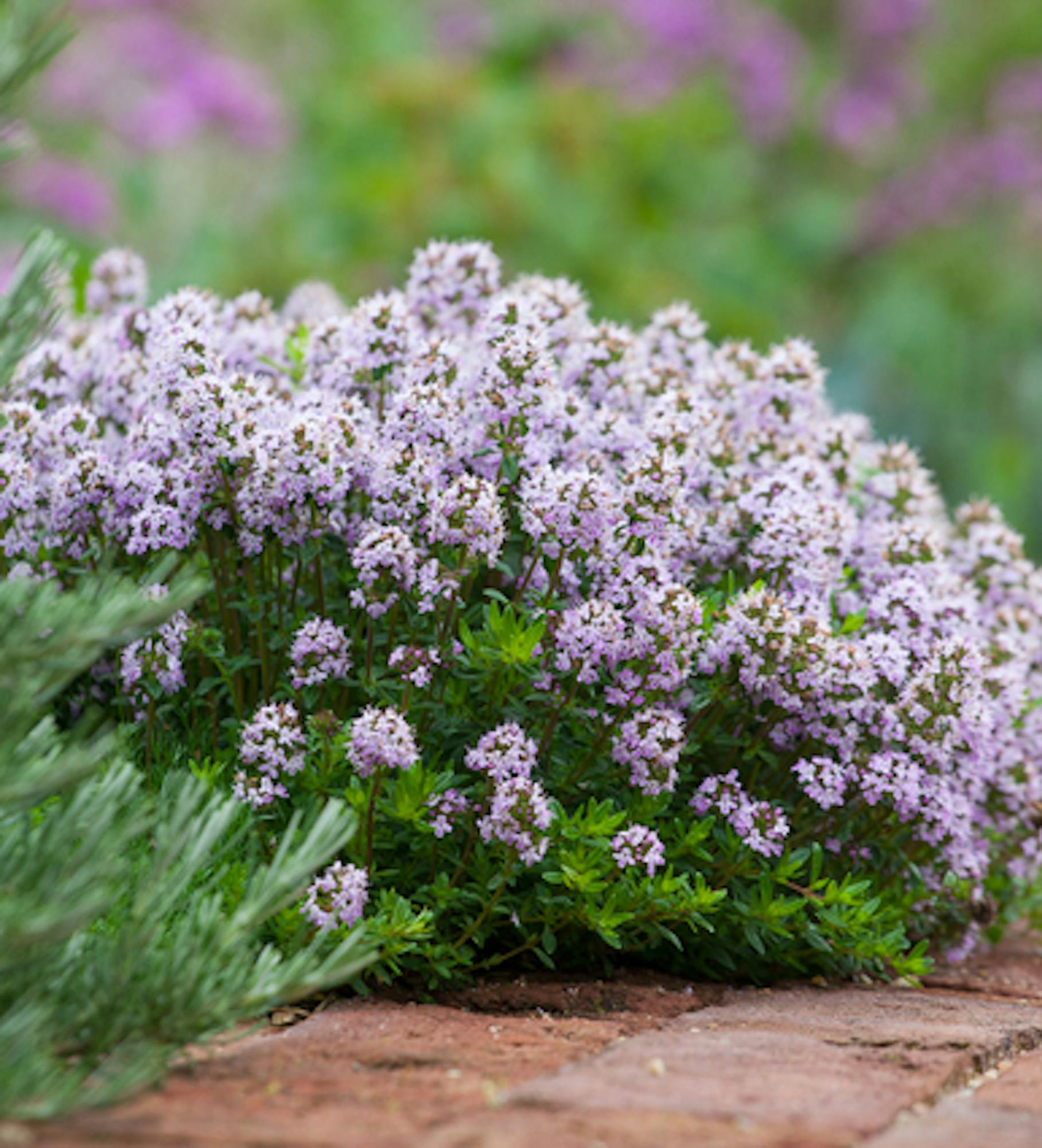 Thyme 'Jekka'