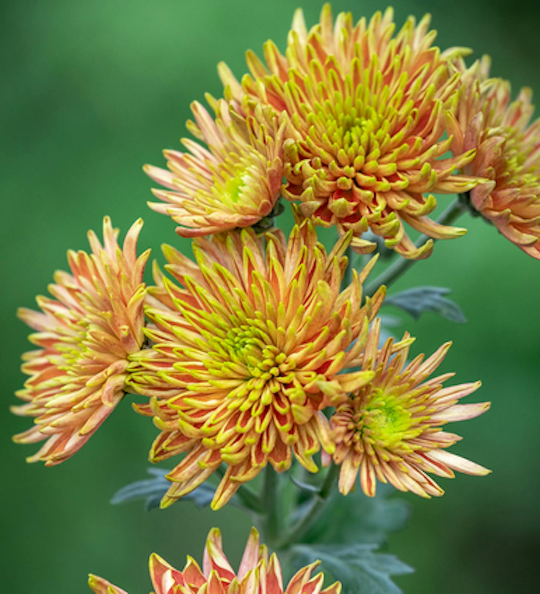 Chrysanthemum 'Rossano Elizabeth'