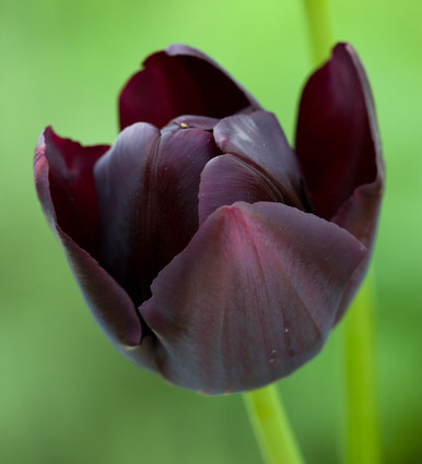 Tulip 'Queen Of Night'