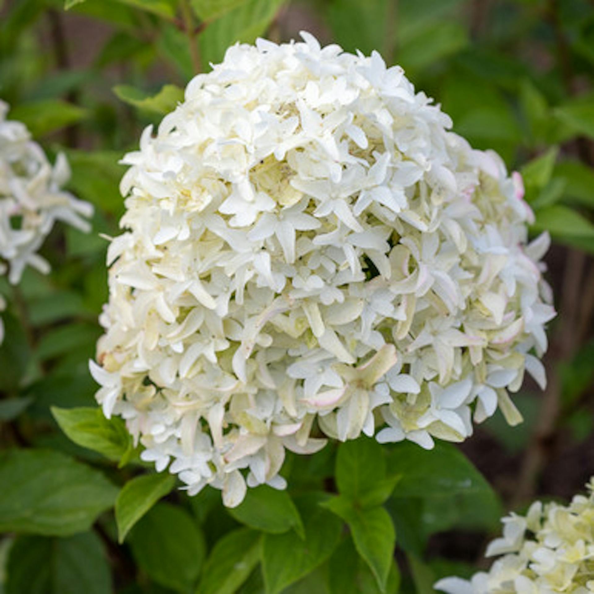 Hydrangea paniculata 'Skyfall'