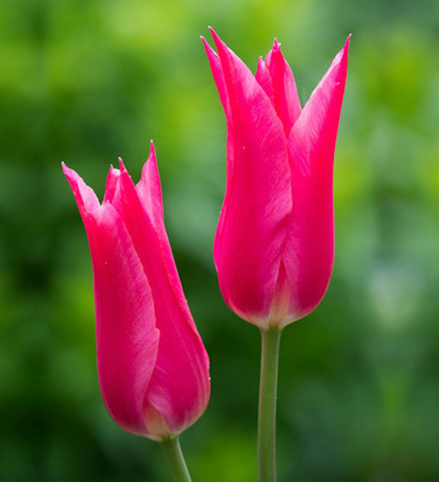 Tulip 'Mariette'