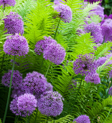 Matteuccia struthiopteris