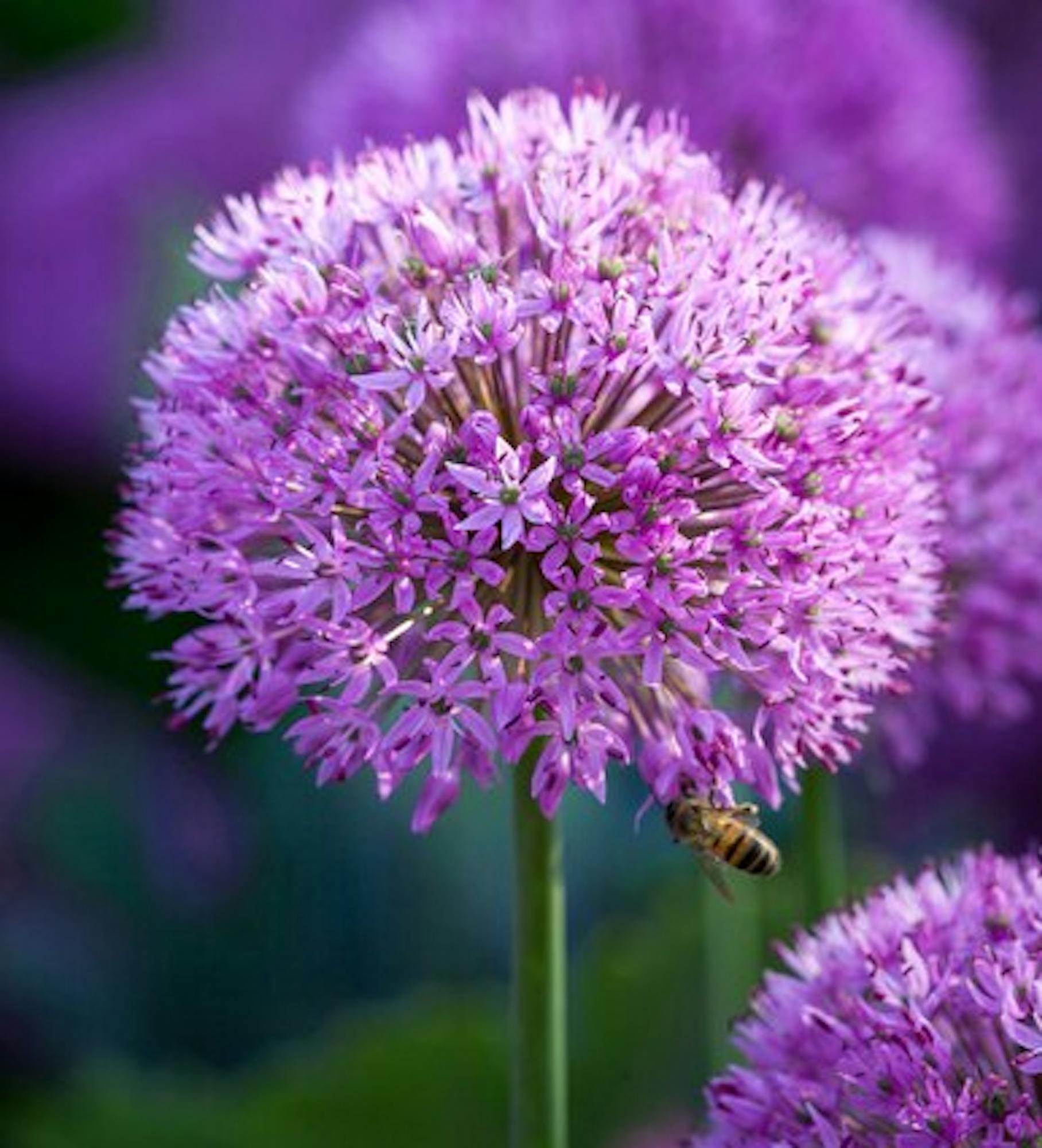 Allium hollandicum 'Purple Sensation'