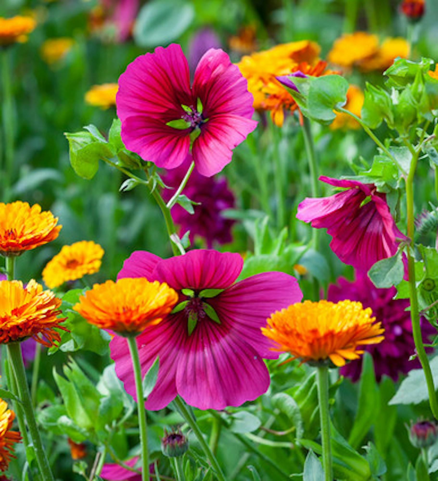 Malope trifida 'Vulcan'