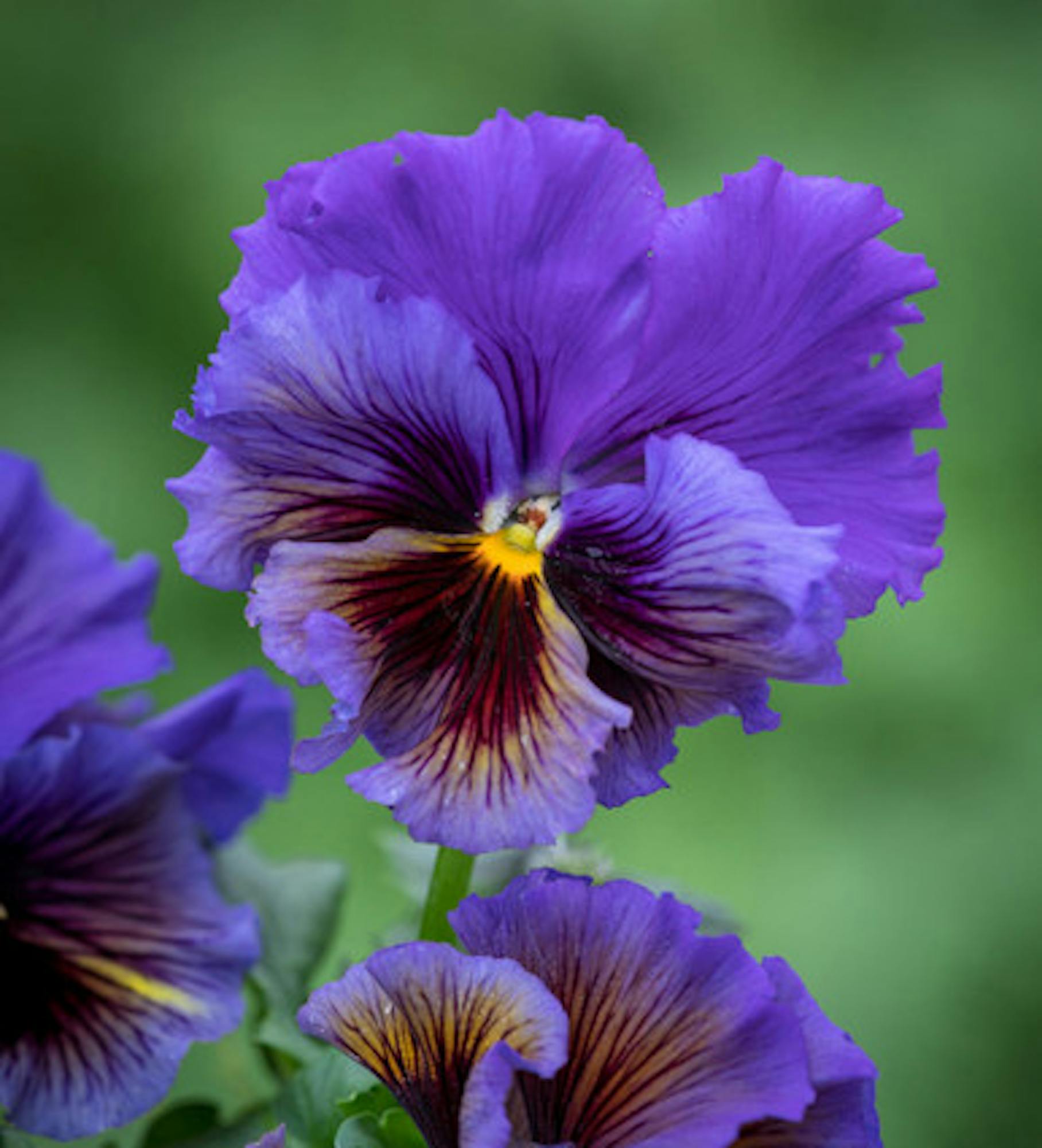 Viola x wittrockiana 'Frizzle Sizzle Yellow Blue Swirl' F1