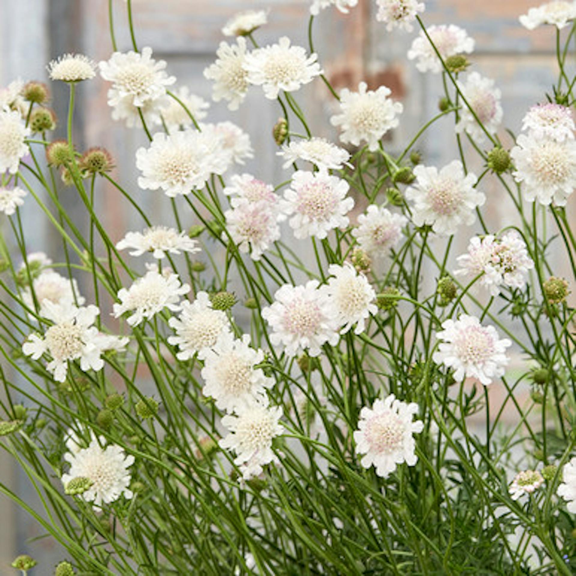 Scabiosa incisa 'Kudo White'