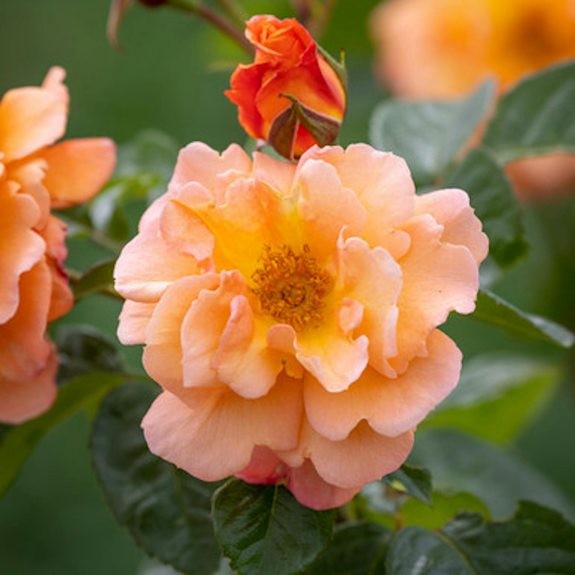 Rosa 'Scent from Heaven' (Climbing)