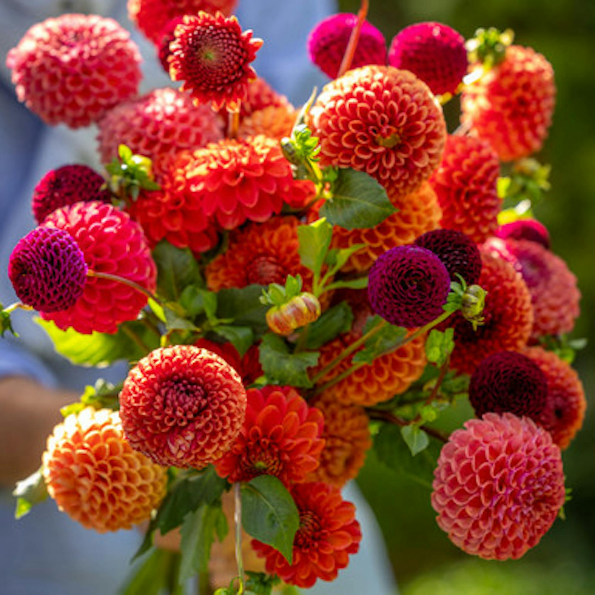 Butter Wakefield Dahlia Collection