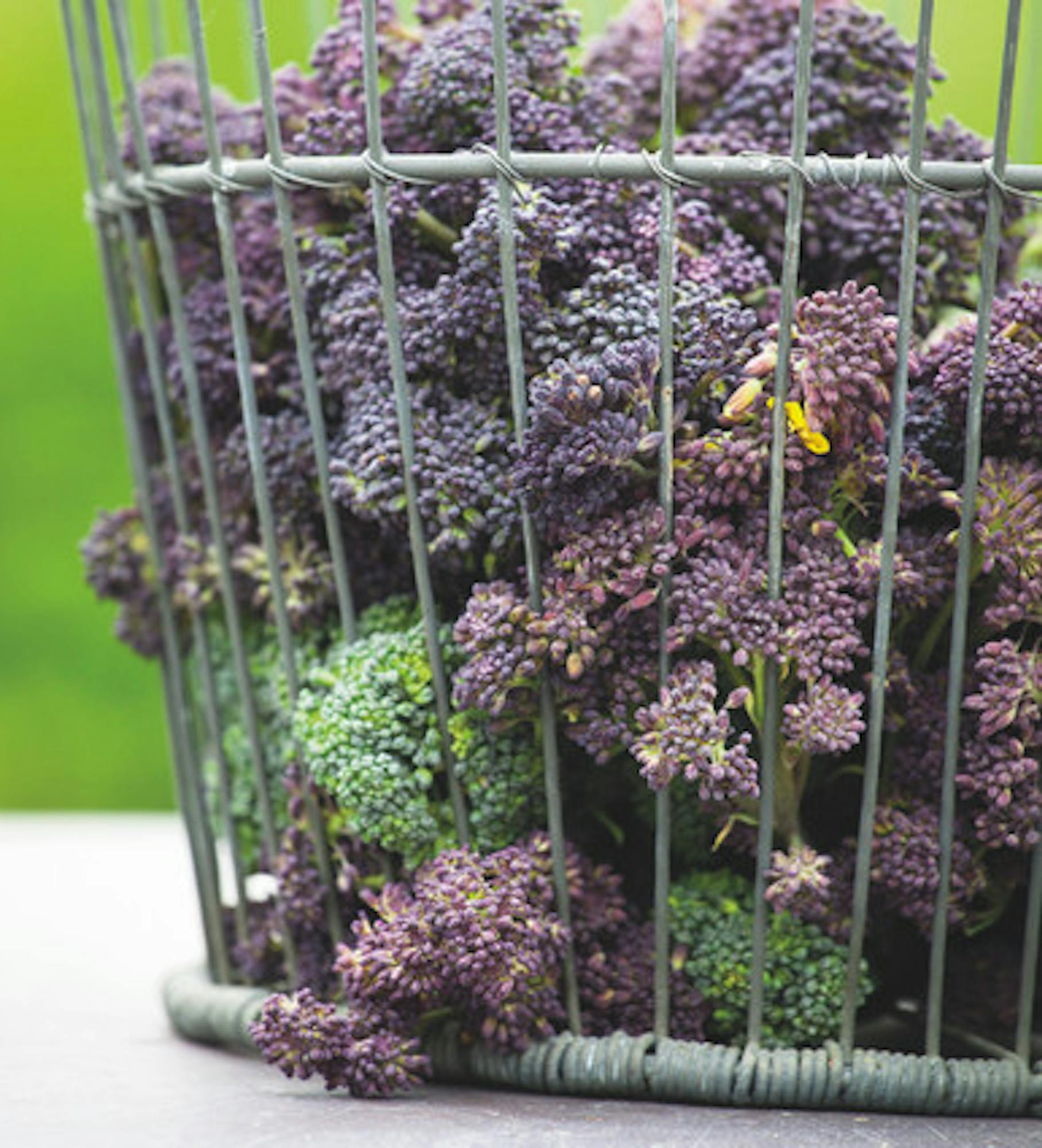 Broccoli 'Cardinal' (Purple Sprouting)