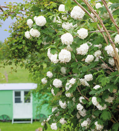 Image of Viburnum opulus roseum pollinator garden