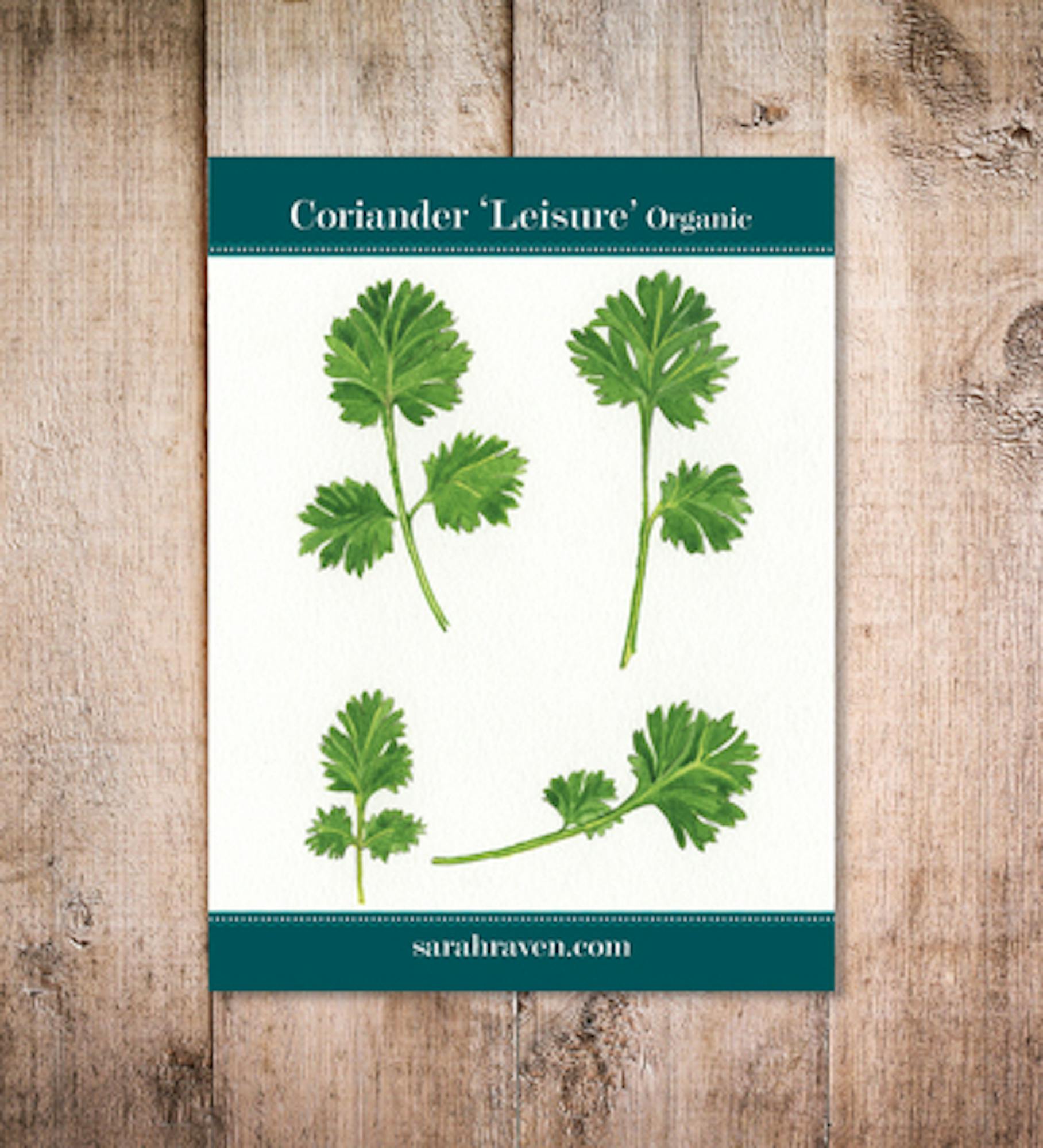 Coriander 'Leisure'