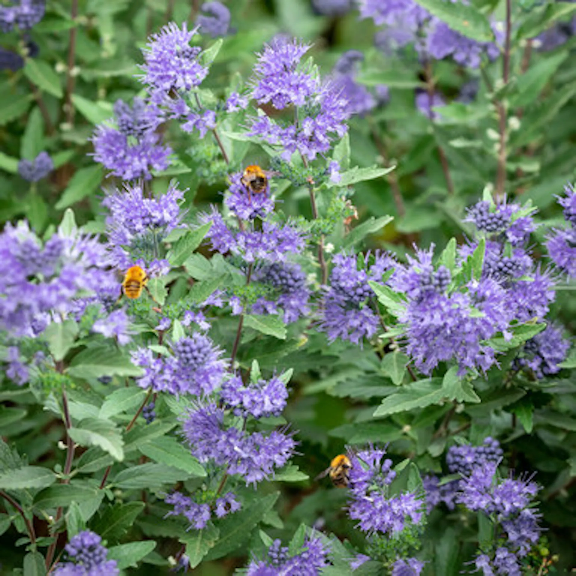 Caryopteris x clandonensis 'Sterling Silver'