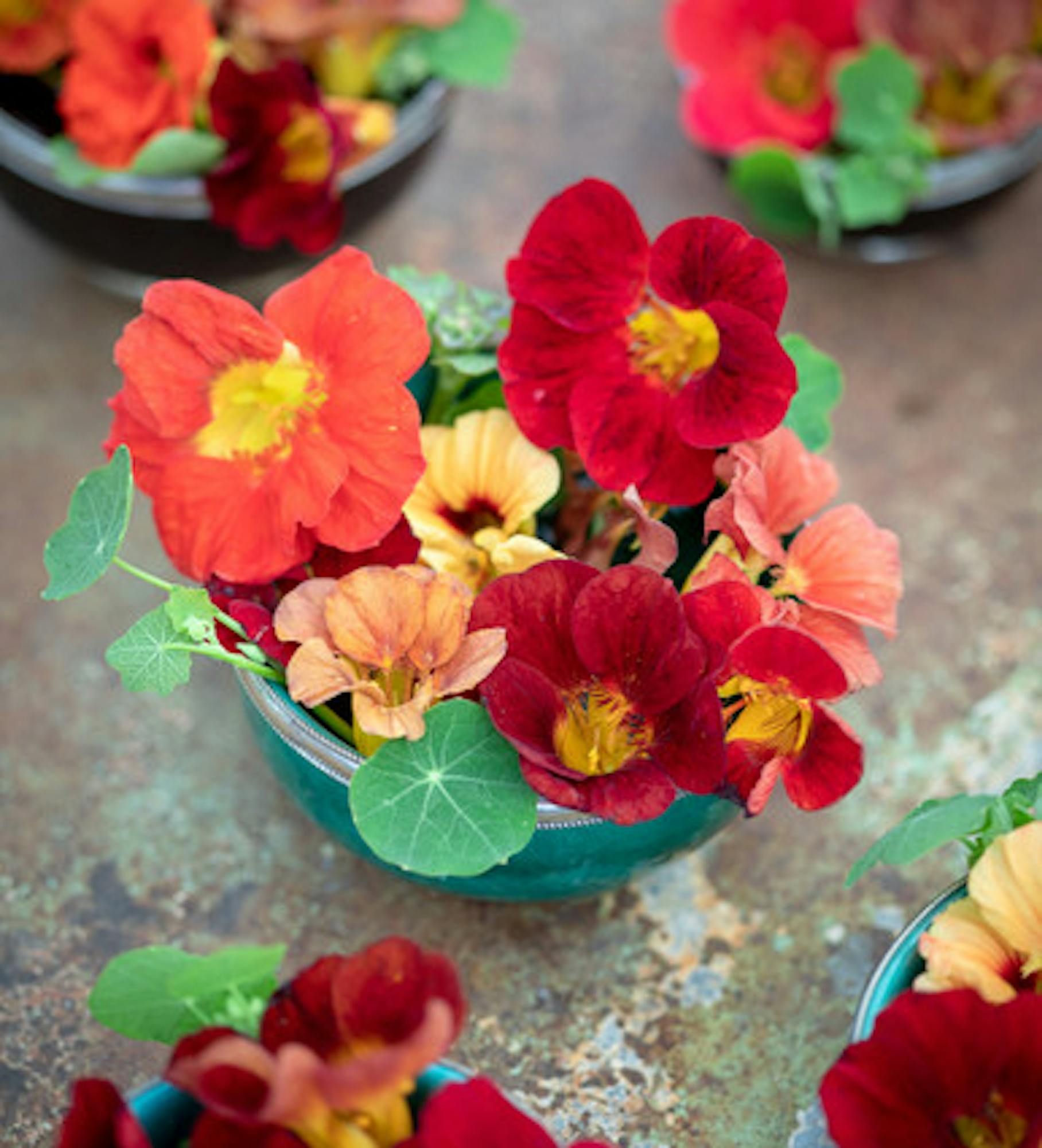 Nasturtium 'Black Velvet' (Tropaeolum minus)