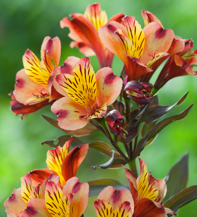 Alstroemeria 'Indian Summer'