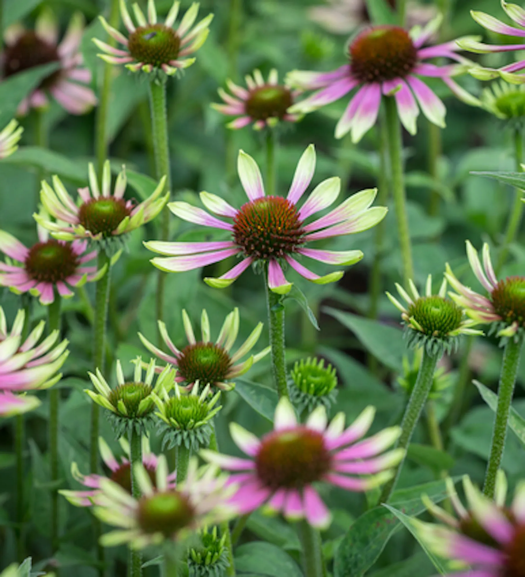 Echinacea purpurea 'Green Twister'