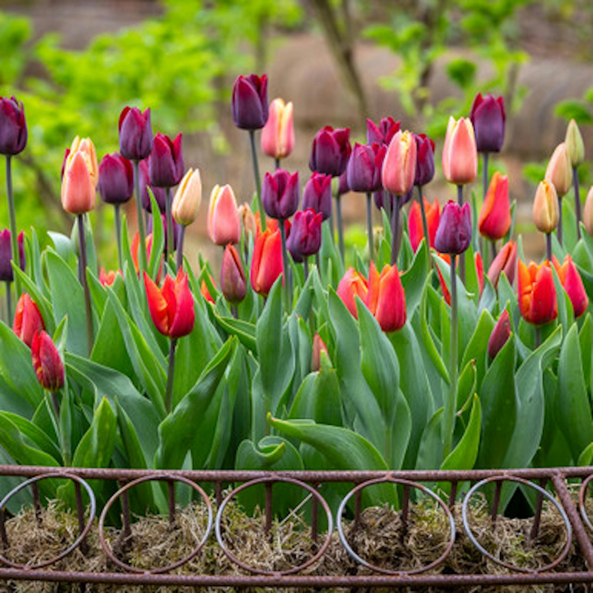 Plum and Apricot Tulip Mix