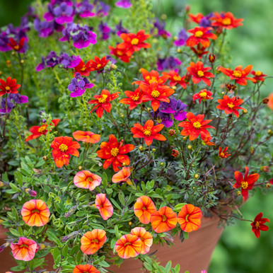 Living Table Centre Container Collection