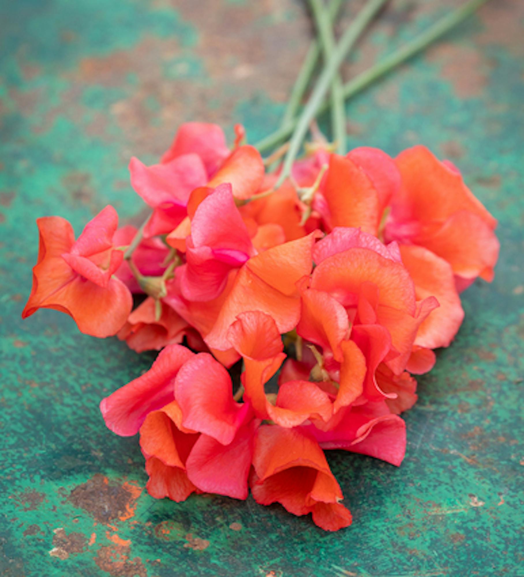 Sweet Pea 'Prince of Orange'