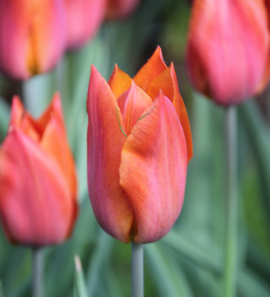 Tulip 'Request'