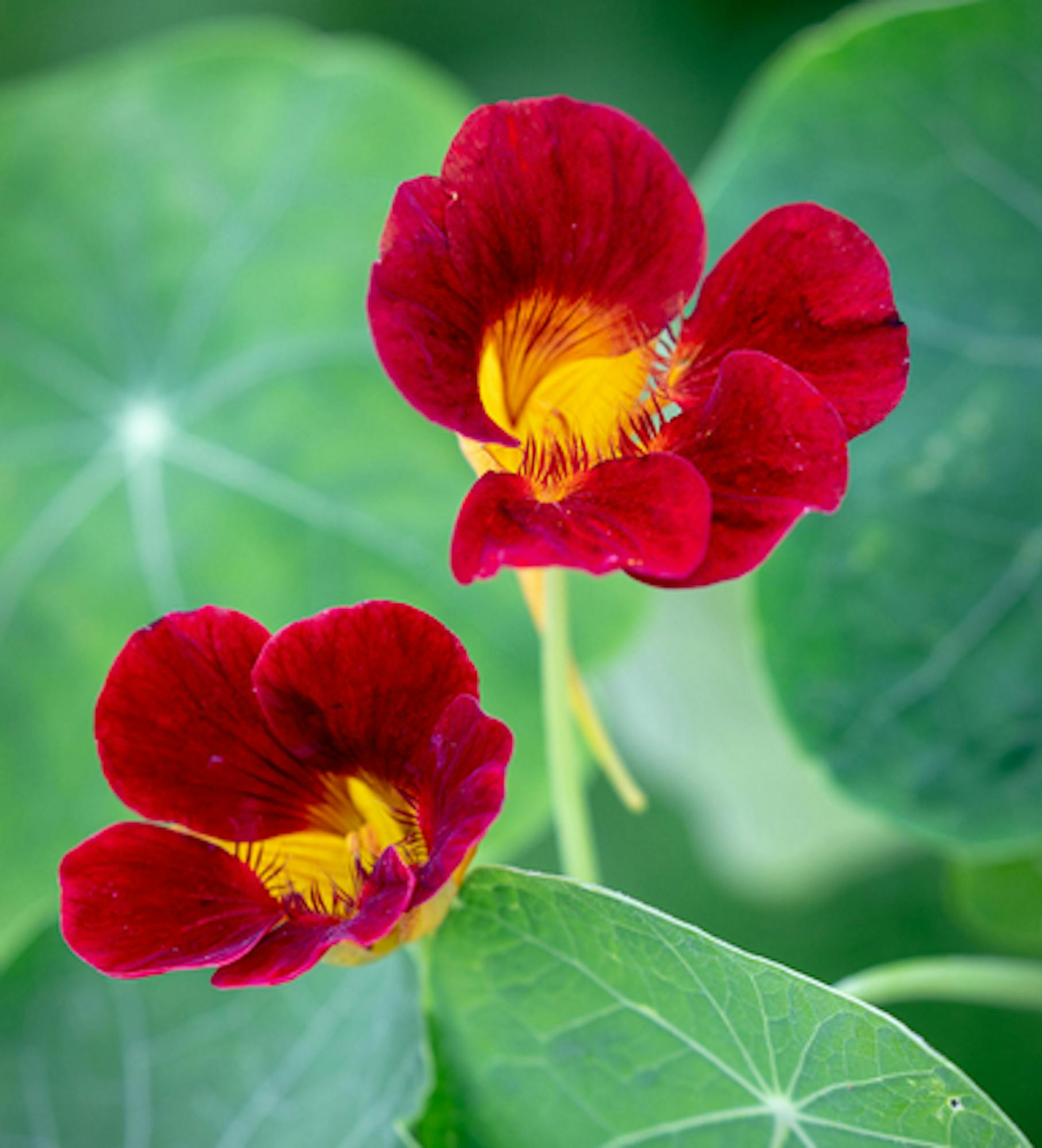 Sarah Raven Nasturtium Mix