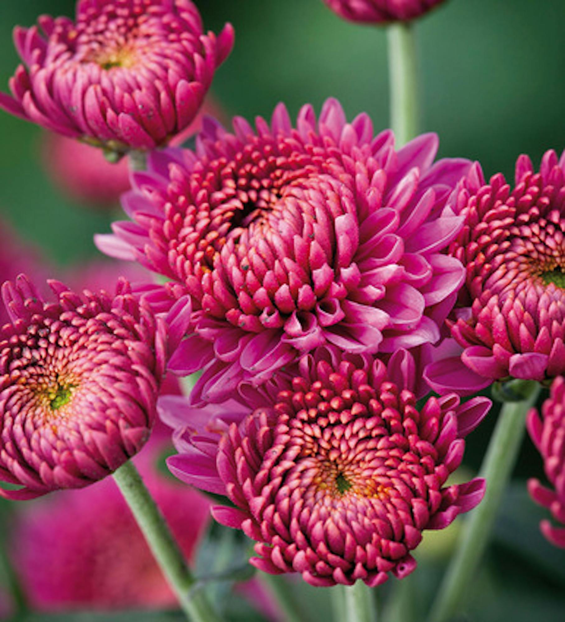 Jewel Chrysanthemum Collection