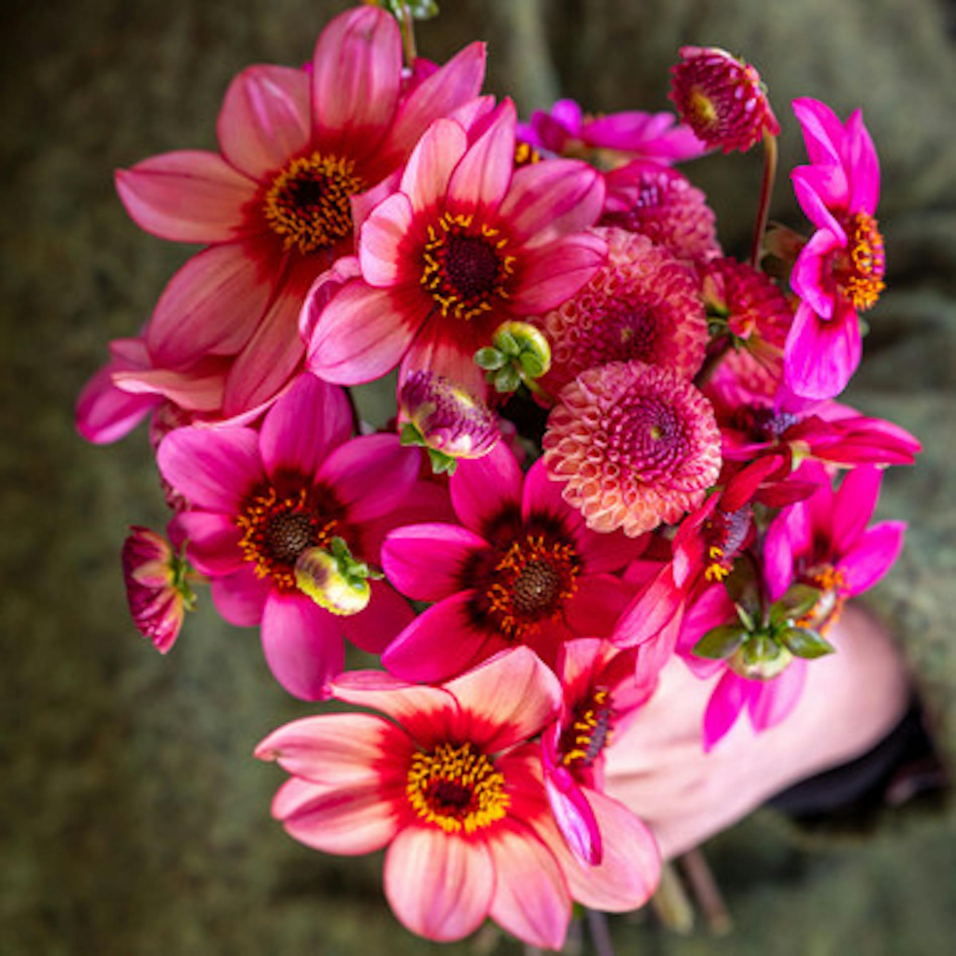 Perfect Bunch Dahlia Collection