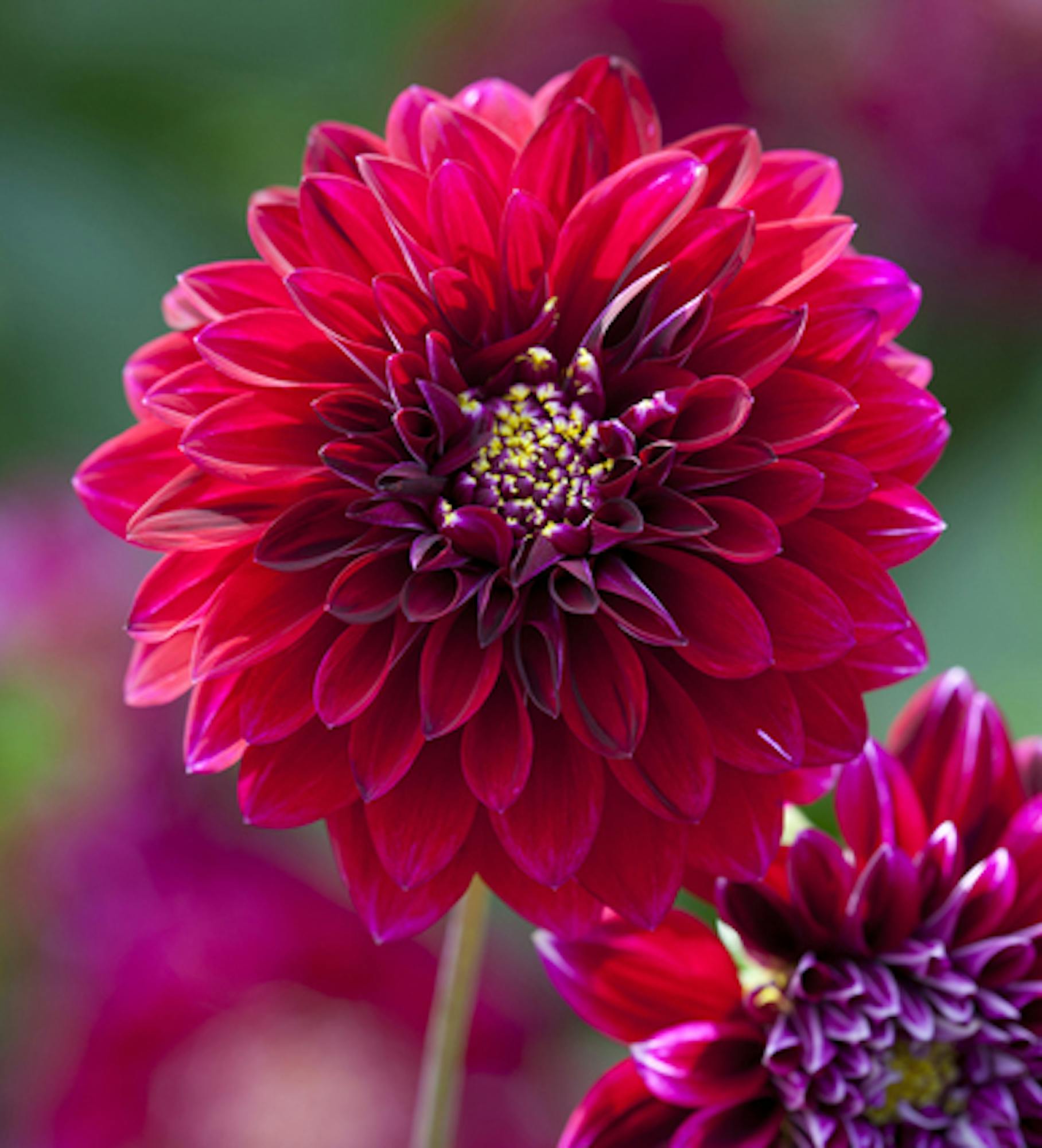 Arthur's Doorstep Dahlia Collection