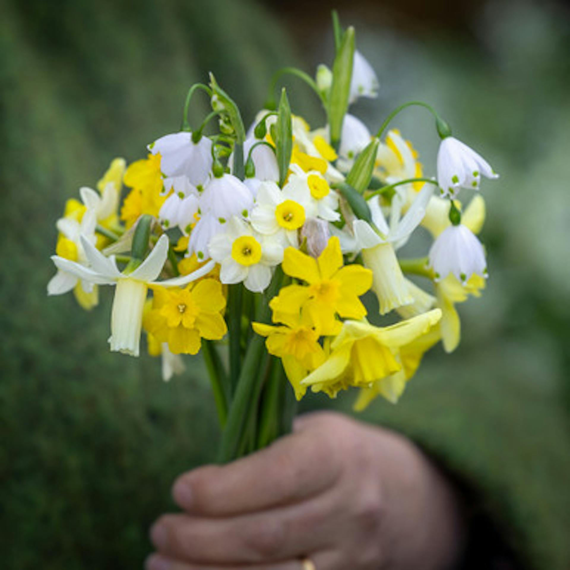Perfect Spring Posy Bulb Collection