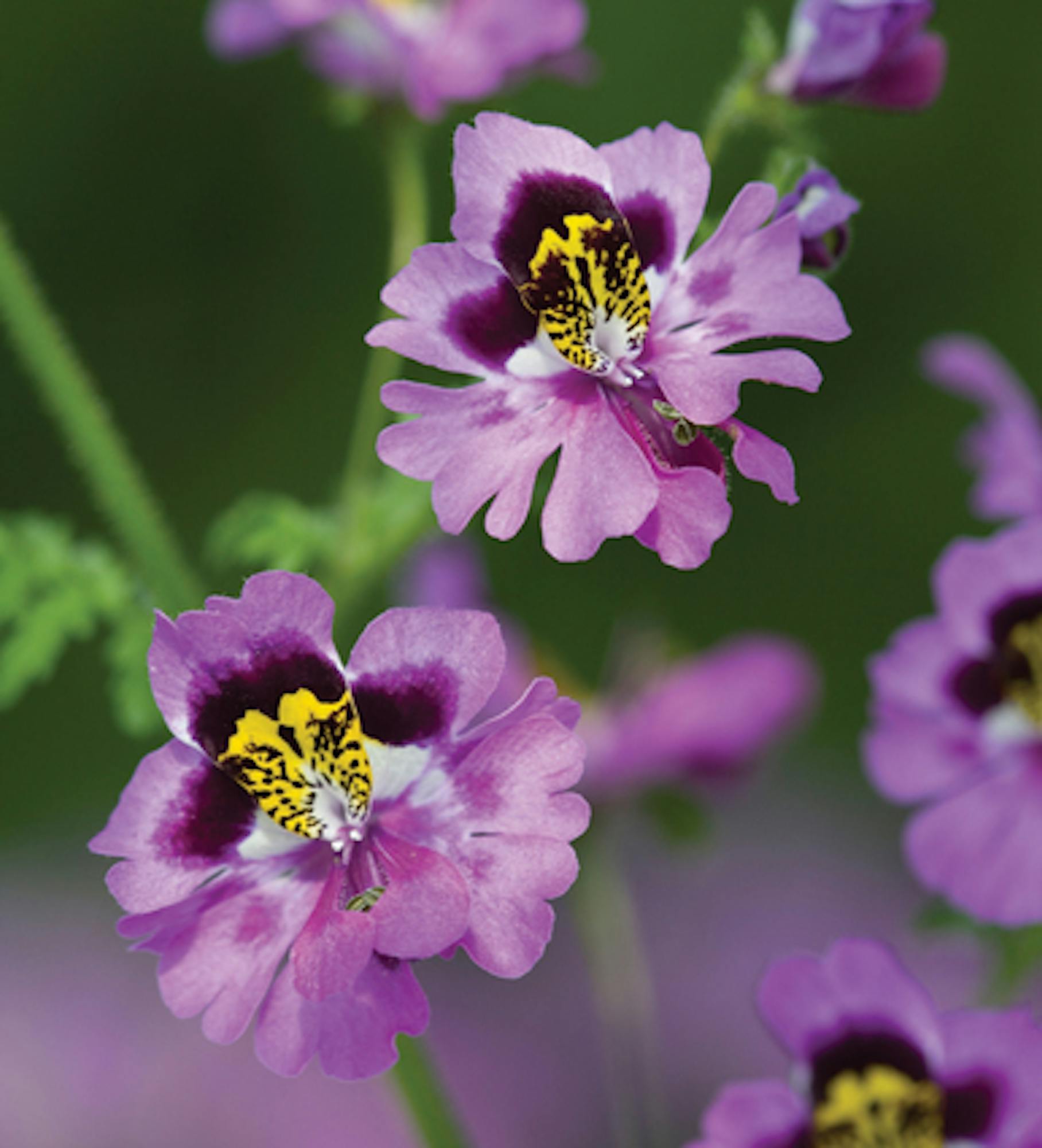 Schizanthus x wisetonensis 'Dr. Badger's Hybrids' Mix (Butterfly Plant)