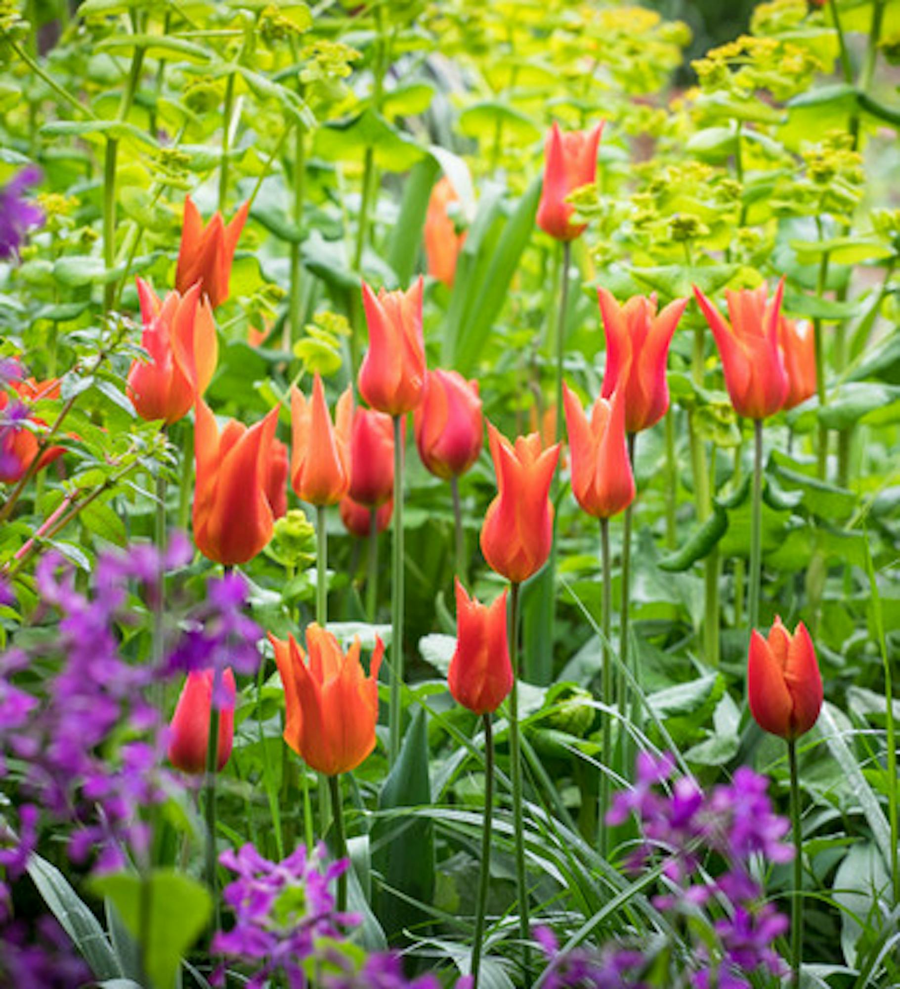 Tulip 'Ballerina'