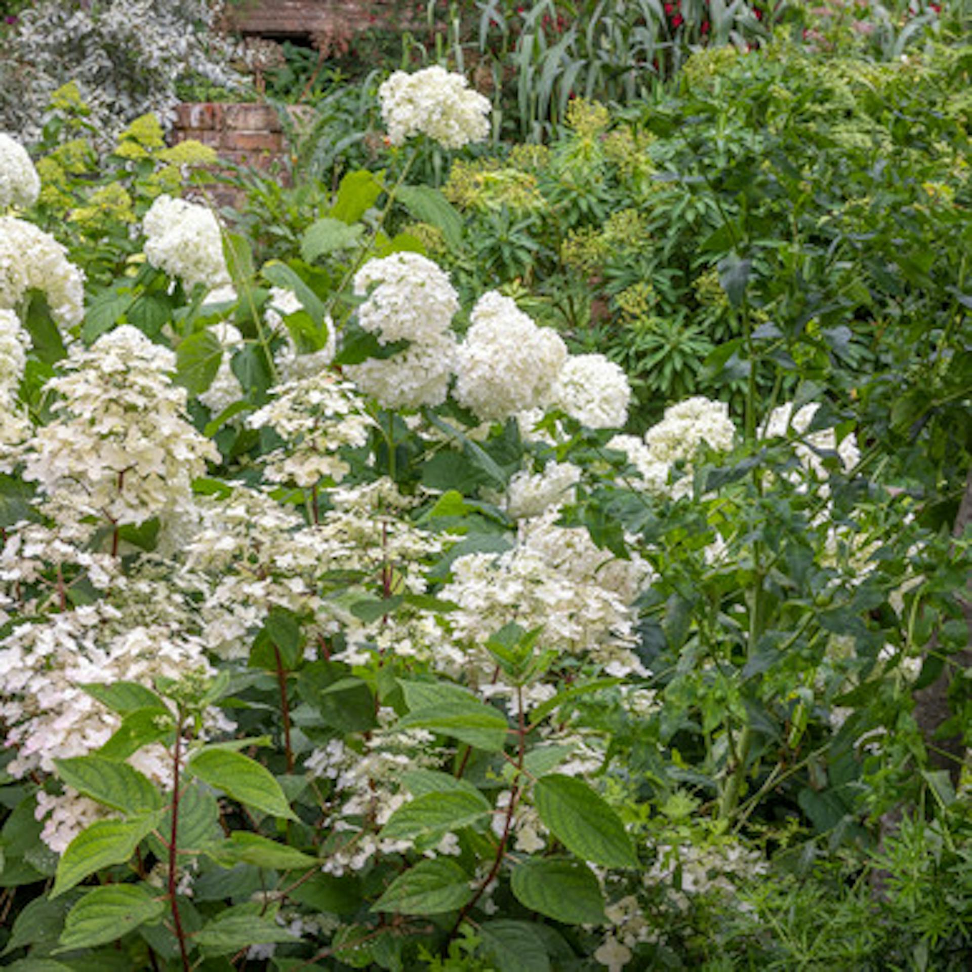 North Facing Hydrangea Border Collection