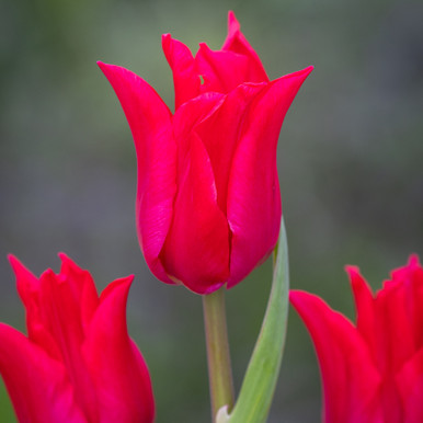 Tulip 'Pretty Woman'