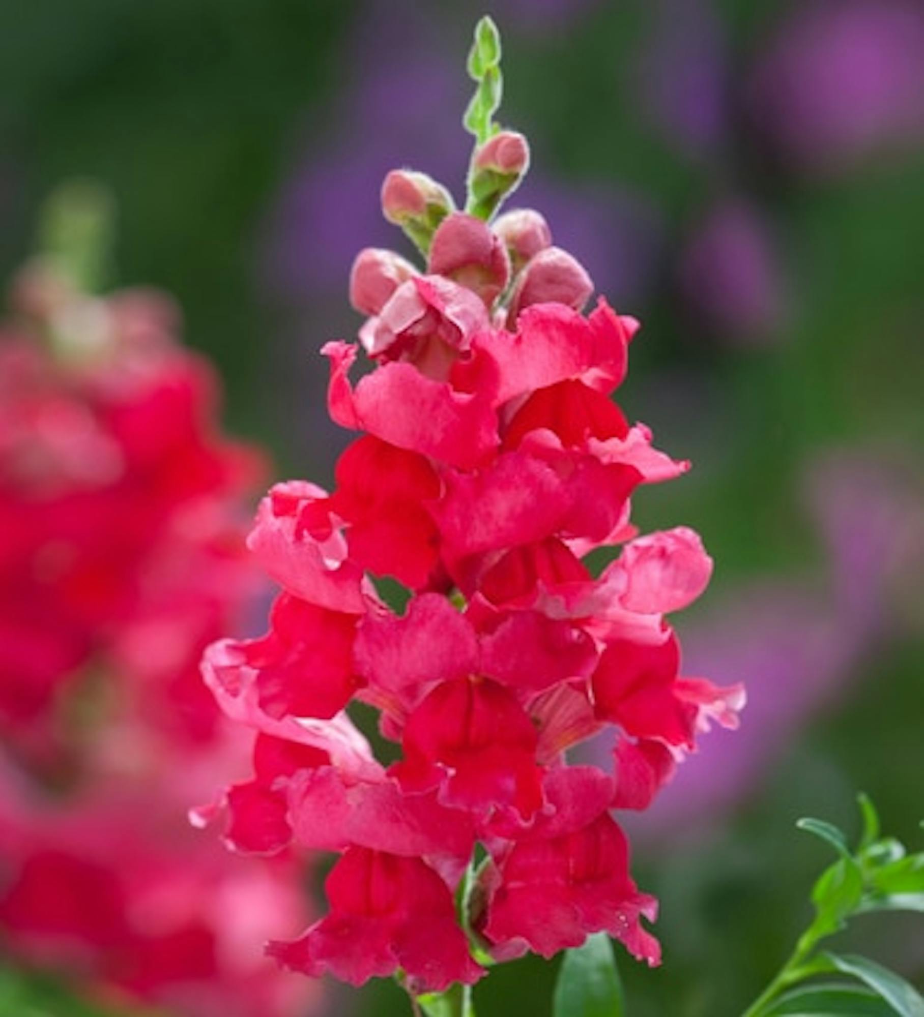 Sarah Raven Antirrhinum Collection