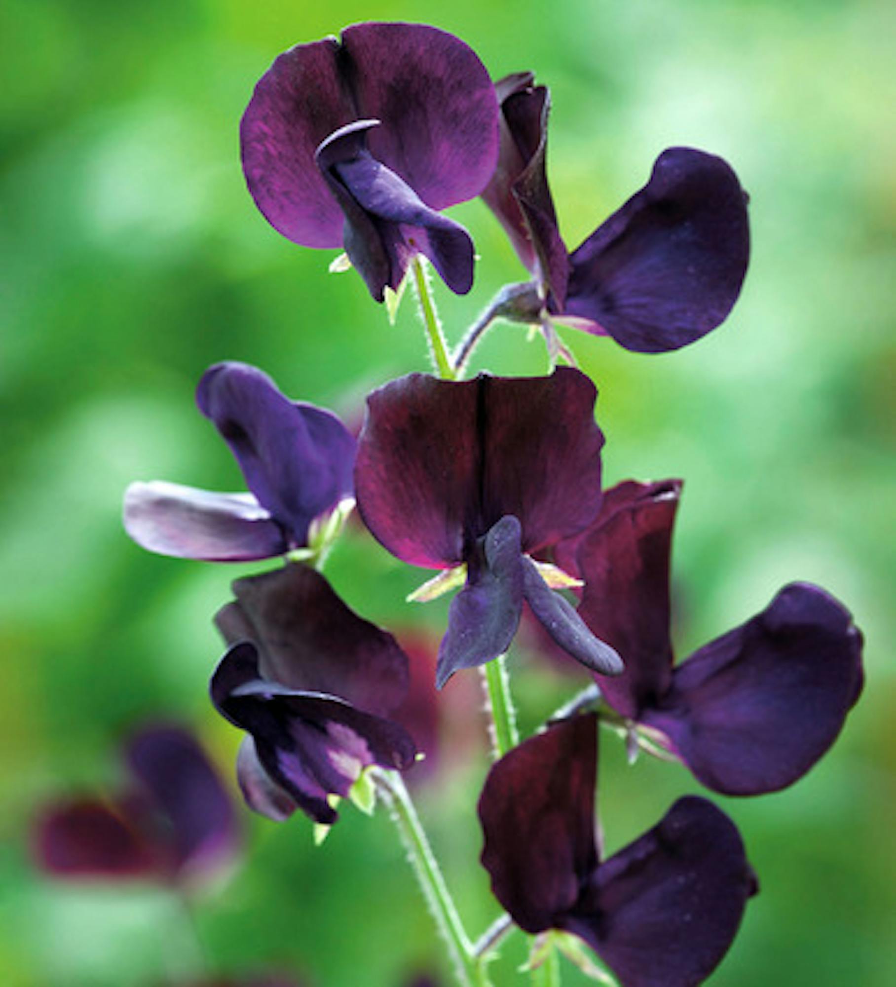 Sweet Pea 'Almost Black'