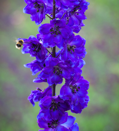 Delphinium elatum 'Faust'