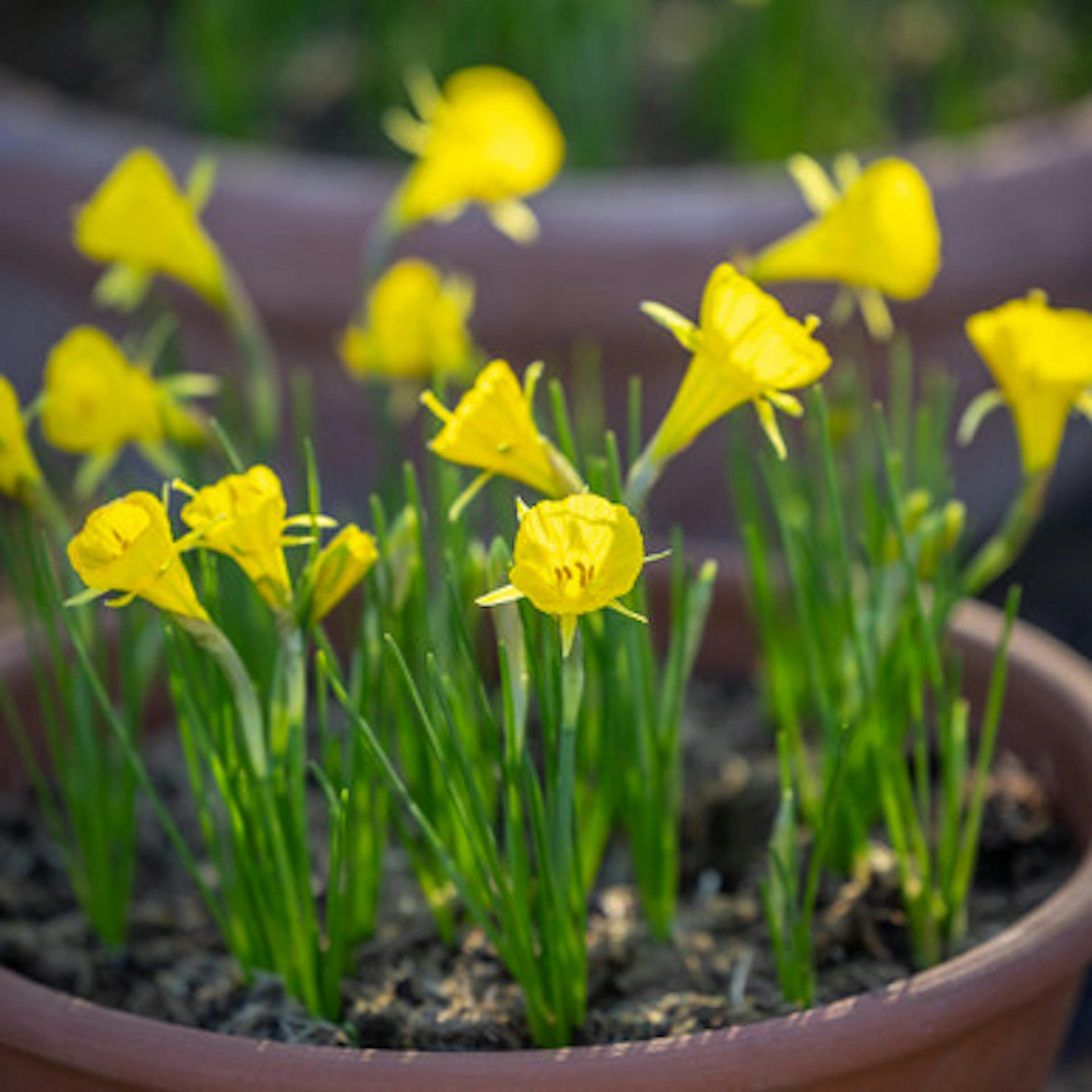 Narcissus 'Casual Elegance'