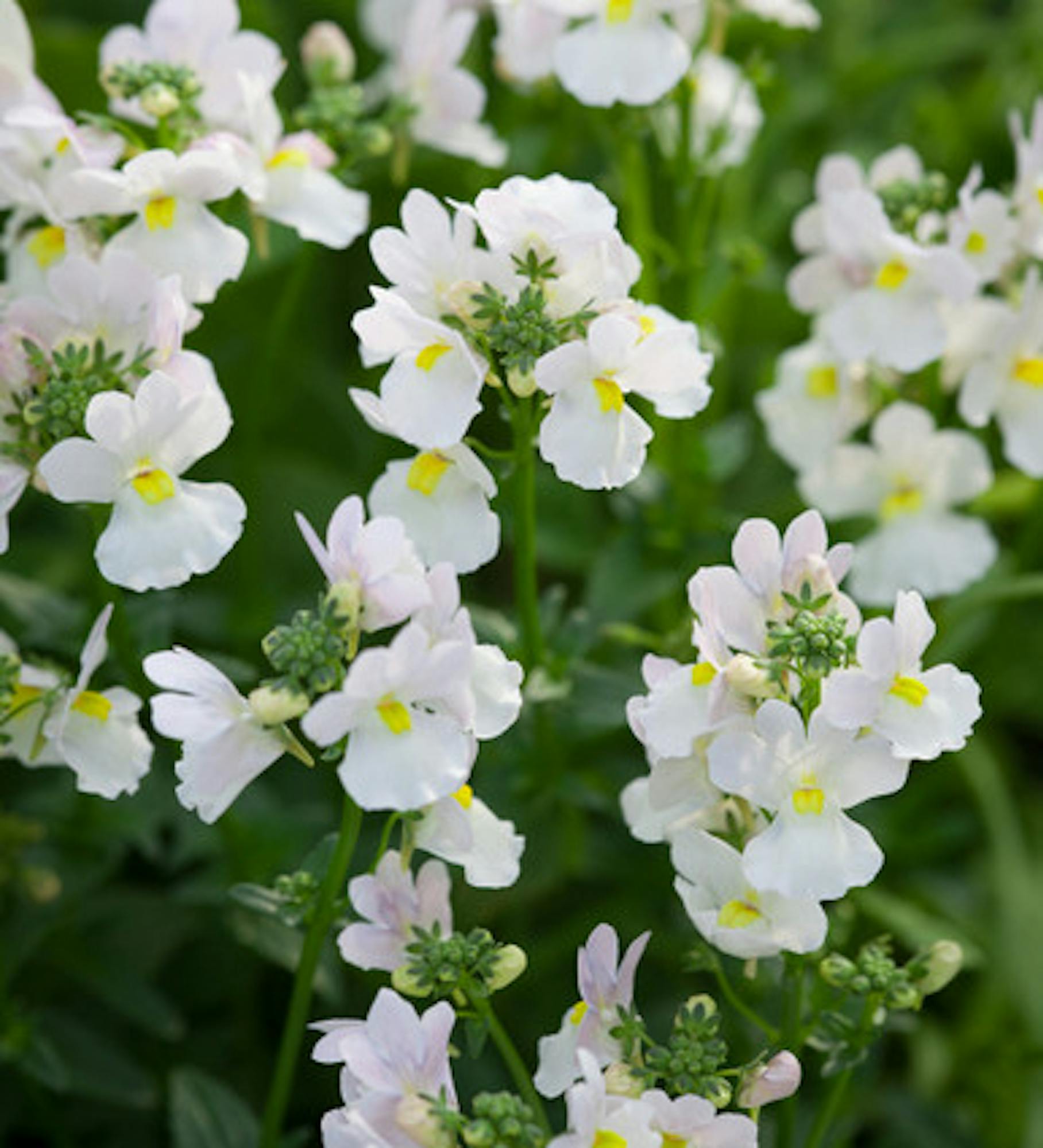 Nemesia 'Wisley Vanilla'